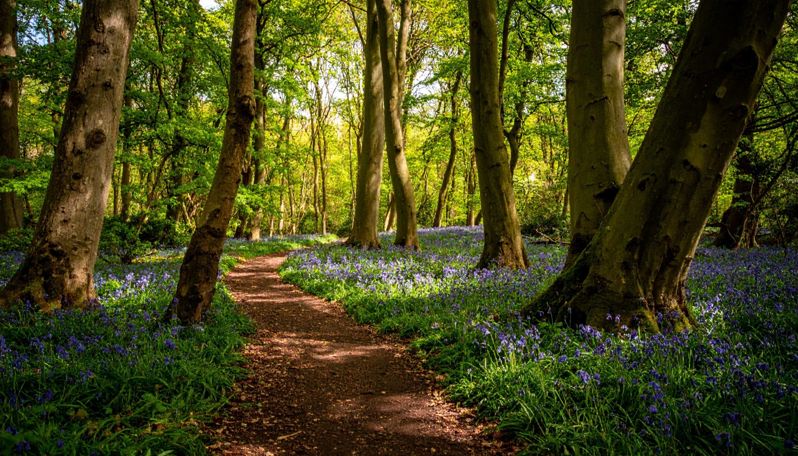 A winding dirt path through a forest with tall trees and abundant bluebells, creating a peaceful and vibrant natural scene.